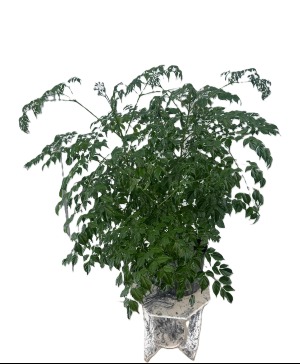 China Doll Green Plant Plant