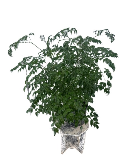 China Doll Green Plant Plant