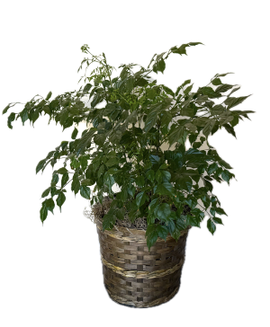 China Doll House Plant