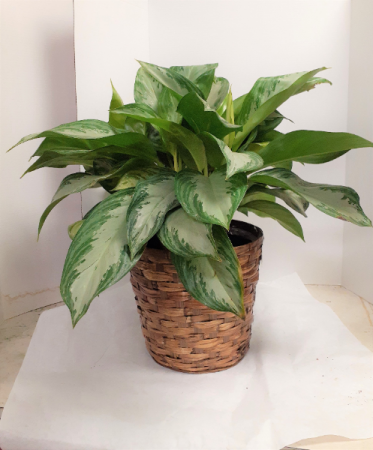 Chinese Evergreen 