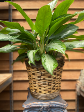 Chinese Evergreen (8 inch) 