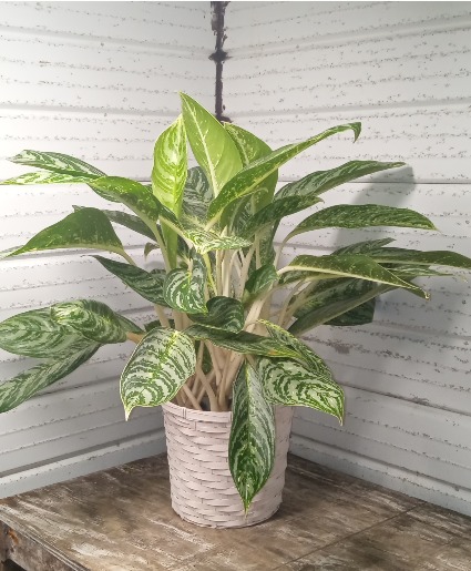 CHINESE EVERGREEN  DECORITIVE HOUSE PLANT  