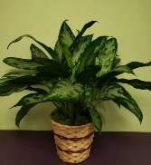 Chinese Evergreen Plant