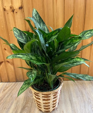 Chinese Evergreen Plant