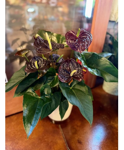 Chocolate Brown Anthurium Blooming Plant in Fairview, OR - QUAD'S