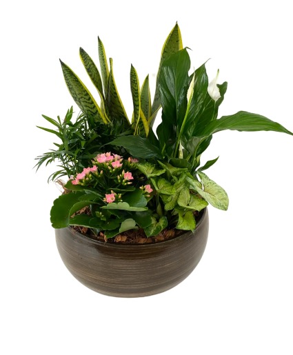 Chocolate Wash Planter Plants
