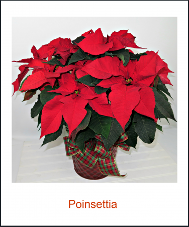  Poinsettia Plant