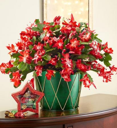 Christmas Cactus 