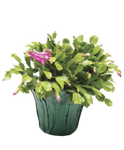 Christmas Cactus 