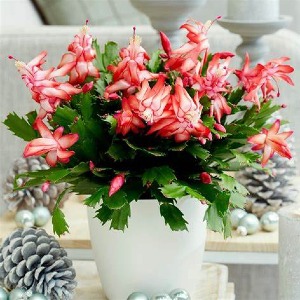 Christmas  Cactus