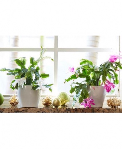 Christmas Cactus 