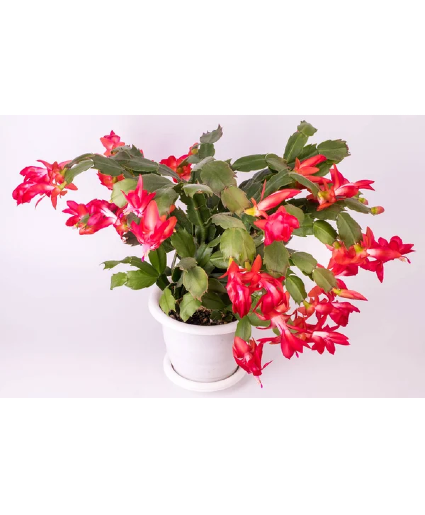 Christmas Cactus in pot 