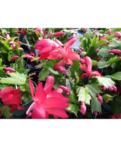 Christmas Cactus plant