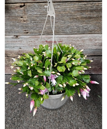 Christmas Cactus Plant