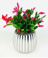 Christmas Cactus Potted Plant