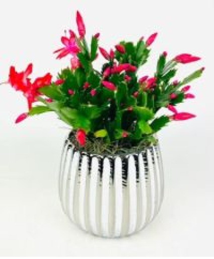 Christmas Cactus Potted Plant