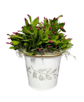 Christmas Cactus Upgraded 