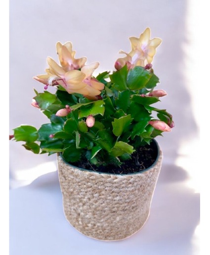 Christmas Cactus (Zygote) Plant Basket Arrangement