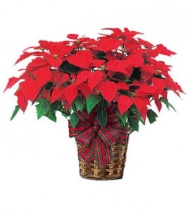 Premium Poinsettia $50.95, $55.95, 65.95