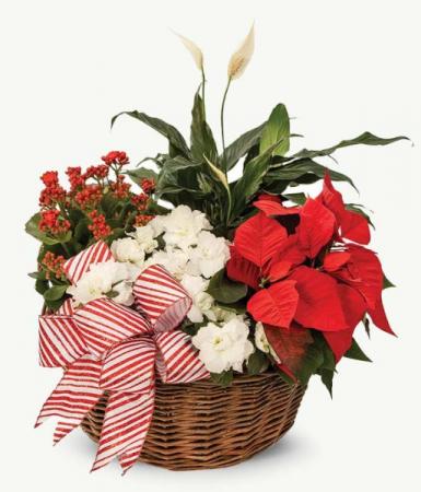 Christmas Magic Dish Garden