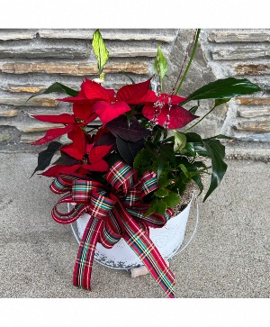 Christmas Magic Dishgarden
