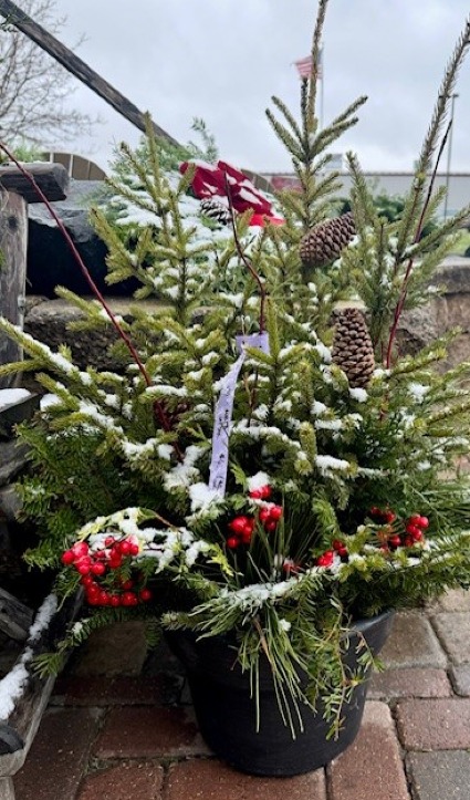 Winter Evergreen Patio Pot Outdoor evergreen patio pot