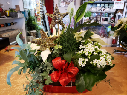 Christmas planter  Garden of Plants