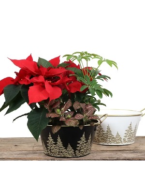 Christmas Planters Gold Trees 7" Round