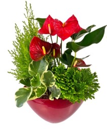  Red Large Eileen - With Lemon Cypress 