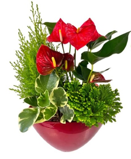  Red Large Eileen - With Lemon Cypress 