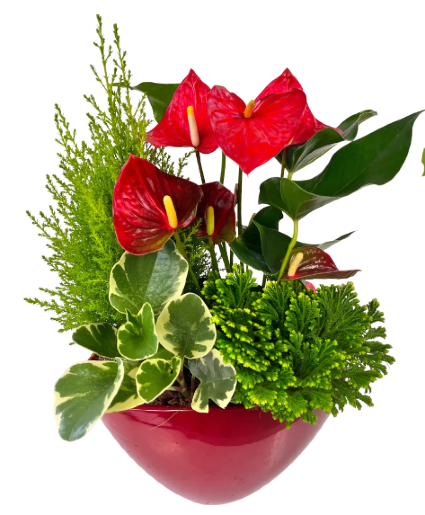  Red Planter With Lemon Cypress 