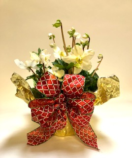 Christmas Rose Plant