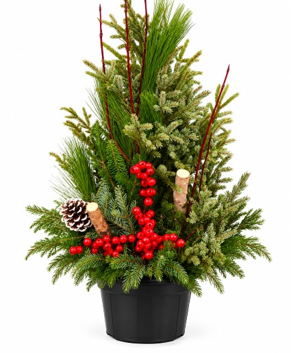 Outdoor Spruce Planter * Styles May Vary*