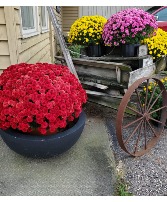 Chrysanthemum Outdoor plant