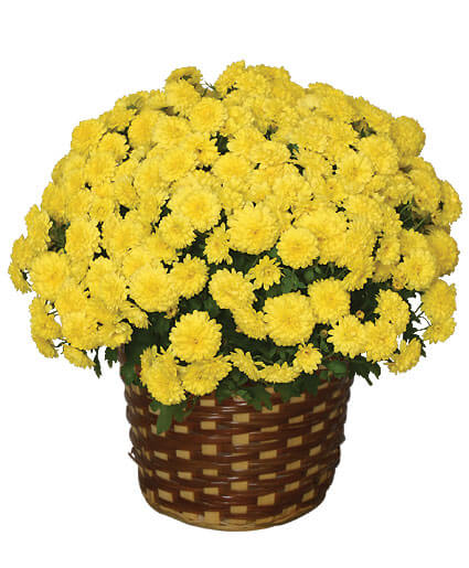 CHRYSANTHEMUM 8in. Blooming Plant