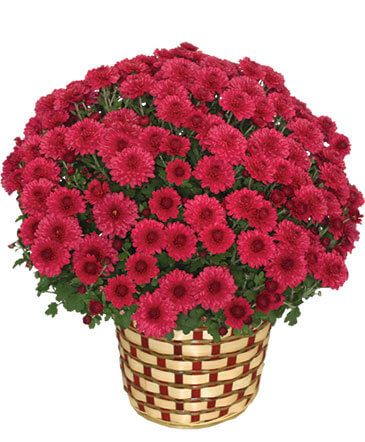 CHRYSANTHEMUM Blooming Plant in Granger, IN | Yellow Rose Florist And Flower Basket