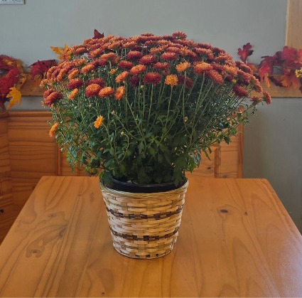 Chrysanthemum-Button Plant