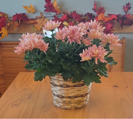 Chrysanthemum-Daisy Plant