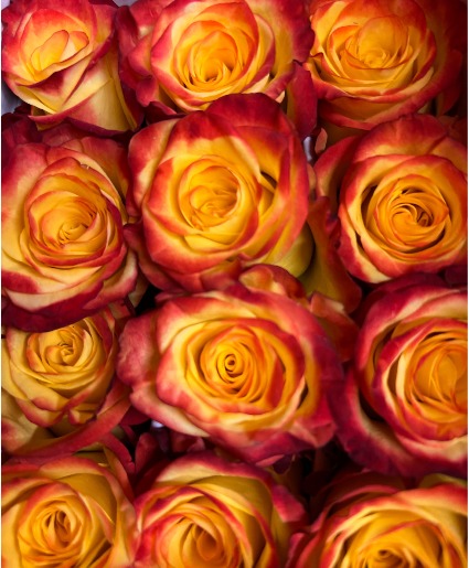 Circus Roses 