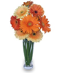 CITRUS COOLER Vase of Gerbera Daisies