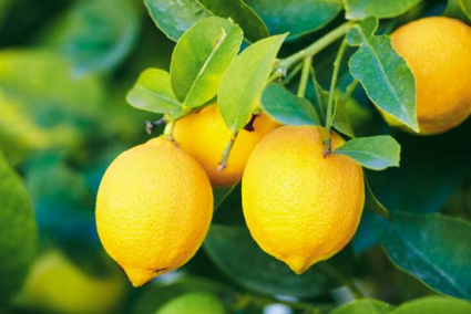 Citrus Trees- PATIO 