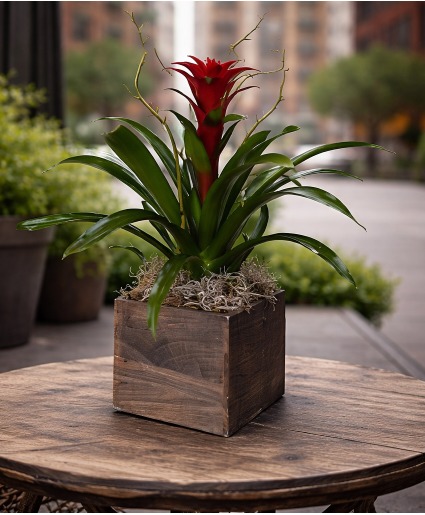 City Flame Bromeliad Green & Blooming Plants