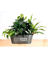 City Home Garden Dish Garden