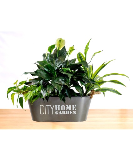 City Home Garden Dish Garden