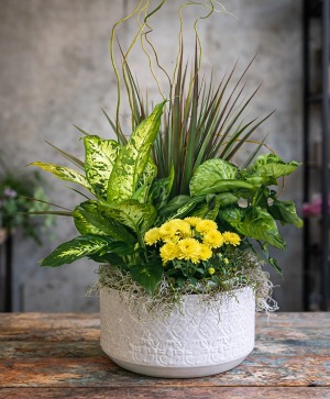 City Roots Green & Blooming Plants
