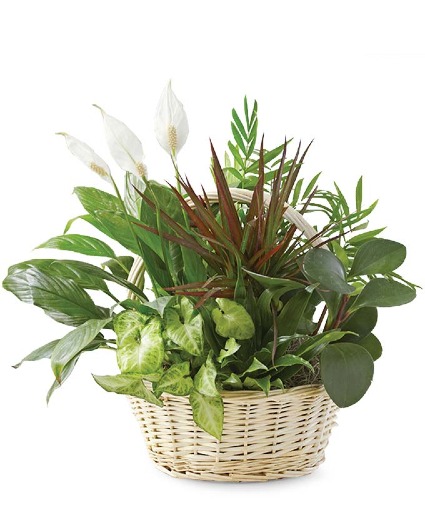 Classic  Dish Garden