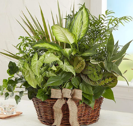 Classic Dish Garden 