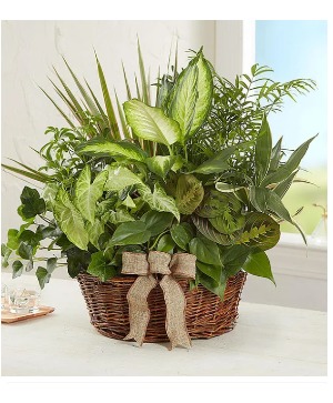Classic Dish Garden for Sympathy 