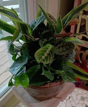 Classic Dishgarden in ceramic Live Plant