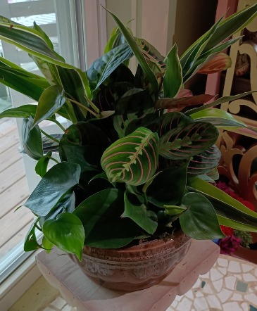Classic Dishgarden in ceramic Live Plant in Enfield, NH | SAFFLOWERS